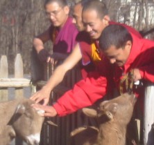 Monks Petting Goats at The Peace Abbey Monks Petting Goats at The Peace Abbey